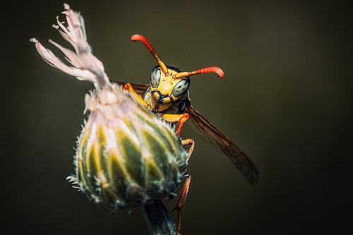 WASP von Andre Michaelis