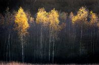 Autumn atmosphere with birches by Ton Drijfhamer thumbnail