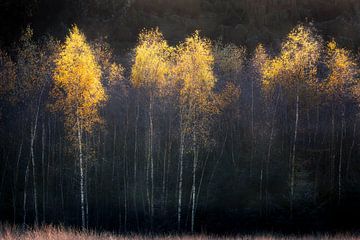 Herfstsfeer met berken