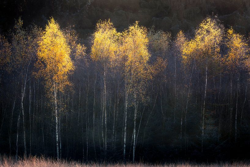 Autumn atmosphere with birches by Ton Drijfhamer