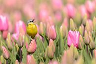 Bergeronnette jaune sur une tulipe par Martin Bredewold Aperçu