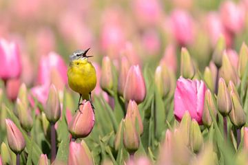 Gele Kwikstaart op een tulp van Martin Bredewold