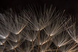Frog perspective: A dandelion roof by Marjolijn van den Berg