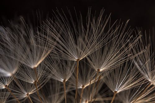 Abstractie: Een paardenbloem dakje