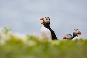 Puffin by Pim Leijen