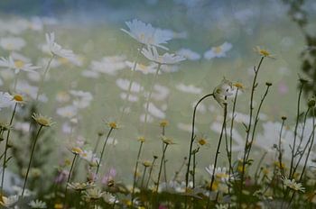 Abstracte fotografie | Abstract expressionisme | Modern abstract | Een grasveld vol wilde Margrieten