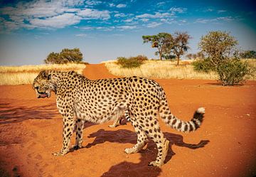Cheetah in de Kalahari van Namibië, Afrika van Patrick Groß