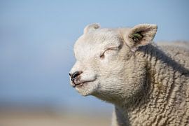 Lamb by David van der Schaaf