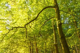 Sunrise in the forest (Groningen- Netherlands) by Marcel Kerdijk