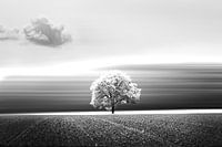 Der Baum allein