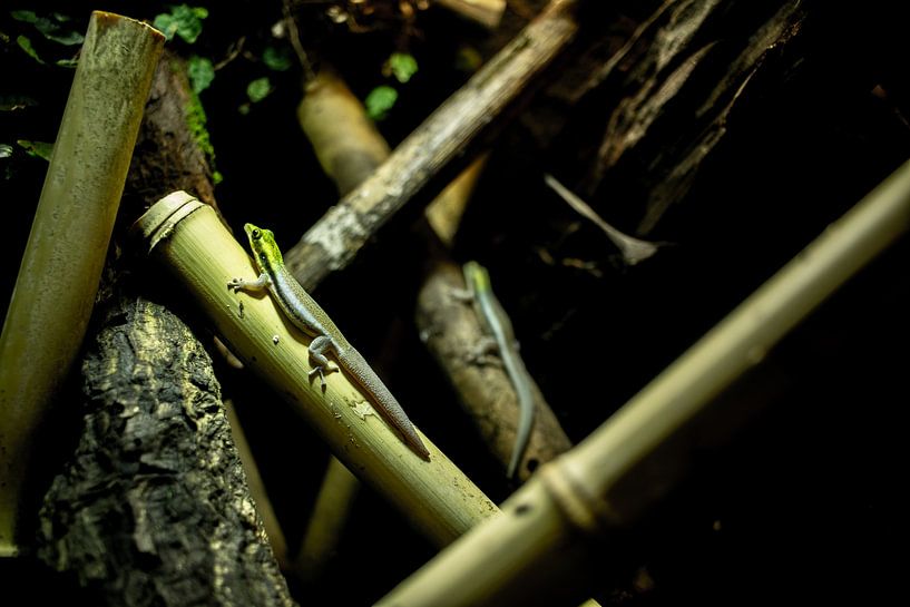 Klemmers Gecko von Nicolas LEMAIRE
