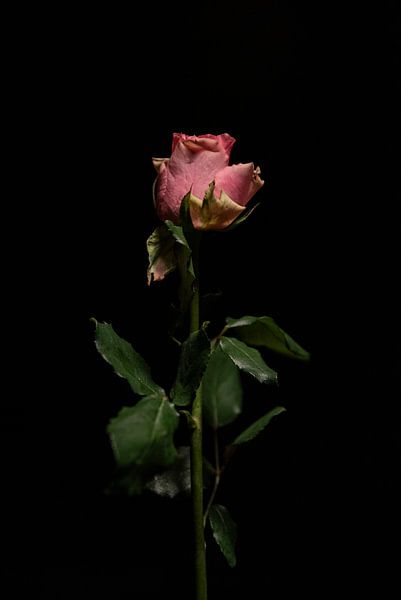 Bloemen portret sfeer van Lisa Berkhuysen