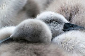Spring! Sleeping young swans by Rietje Bulthuis