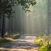 Les rayons du soleil sur le sentier forestier créent une belle atmosphère de rêve sur Michel Geluk