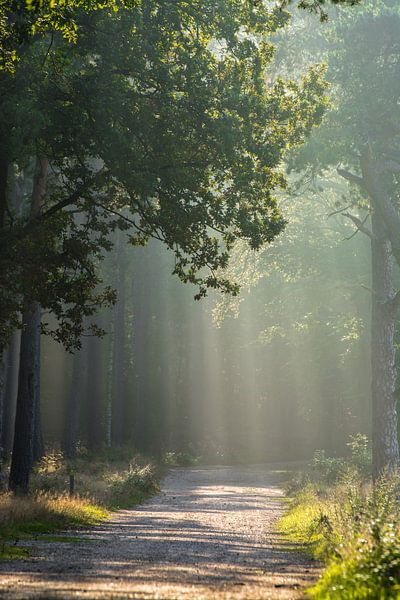 Zonnestralen op het bospad geven een mooie dromerige sfeer van Michel Geluk