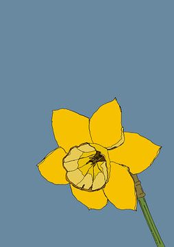 Sunlit Daffodil by Nicholas