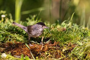 Mönchsgrasmücke (Sylvia atricapilla)