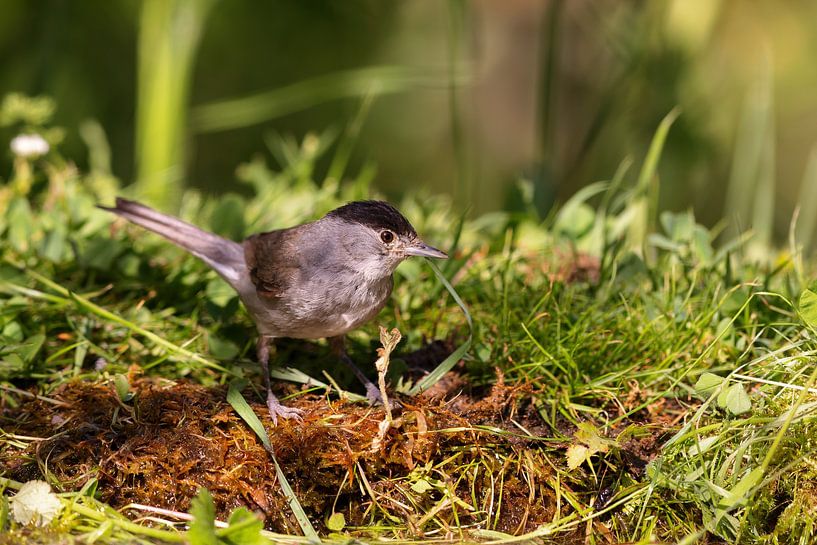 Mönchsgrasmücke (Sylvia atricapilla) von Dirk Rüter