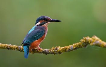 IJsvogel op de uitkijk