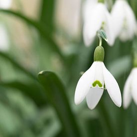 Sneeuwklokjes van Cindy Arts