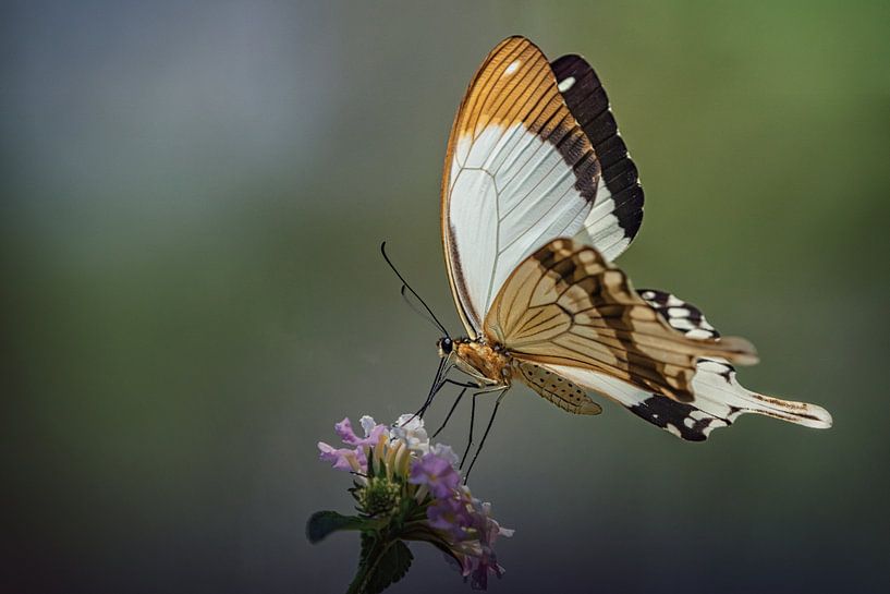 Butterfly by Ed Peeters