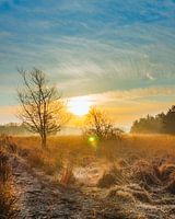 Sunrise in the Buurserzand