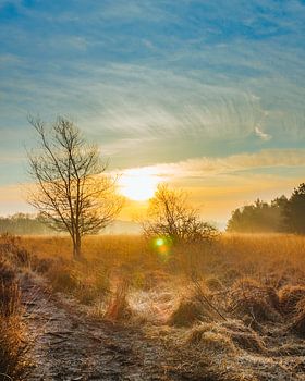 Sonnenaufgang im Buurserzand