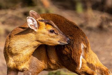 The Chinese muntjac - Muntiacus reevesi by Rob Smit