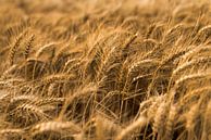 Waving Grain by Coby thumbnail