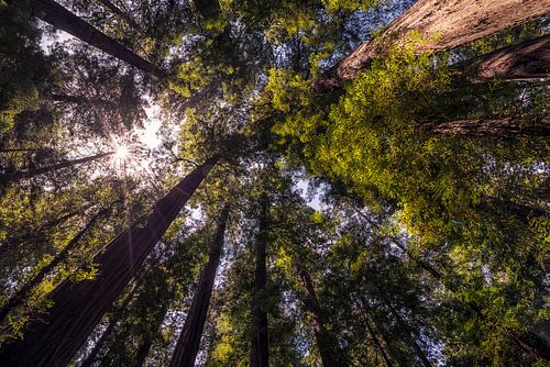 Ze raken de hemel - The Founders Grove