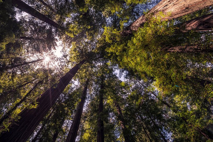 They Touch Heaven - The Founders Grove by Joseph S Giacalone Photography
