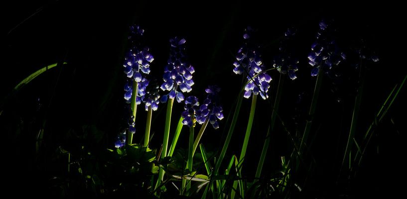 Feld der gewöhnlichen Traubenhyazinthe von Onno van Kuik