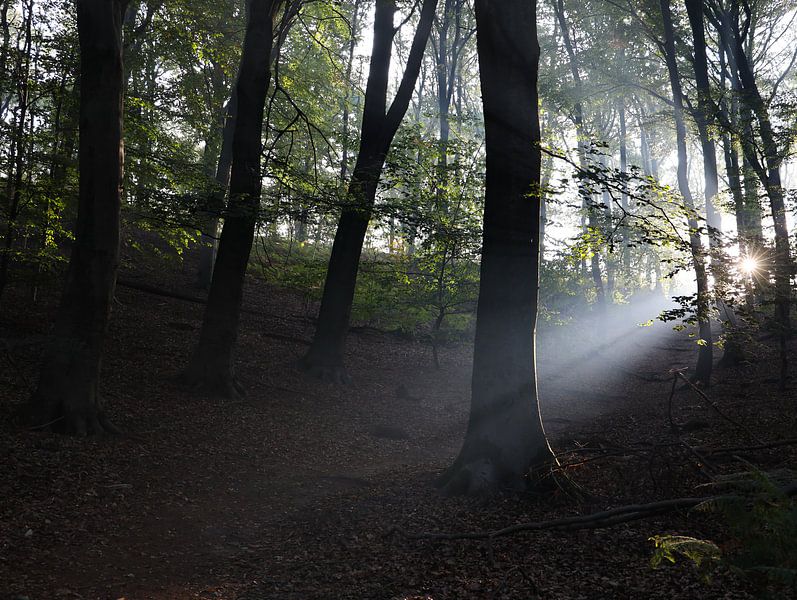 morning sun through the trees by Marieke Funke
