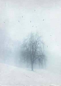 Boom in winterlandschap