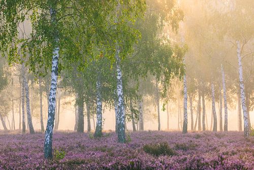 Late summer morning by Daniela Beyer