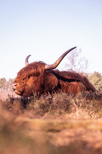 Scottish Highlander Wezepsche Heide