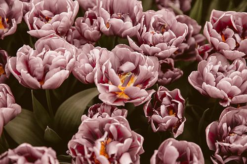 Fleurs roses
