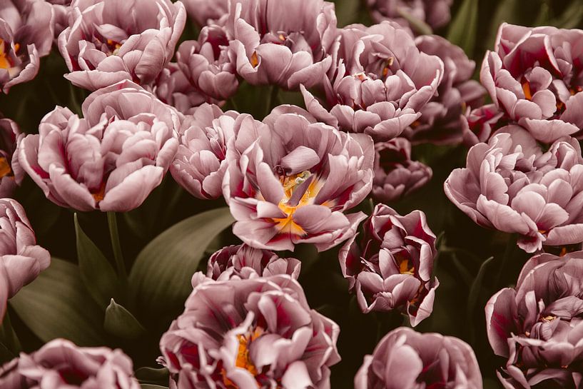 Roze bloemen van shanine Roosingh