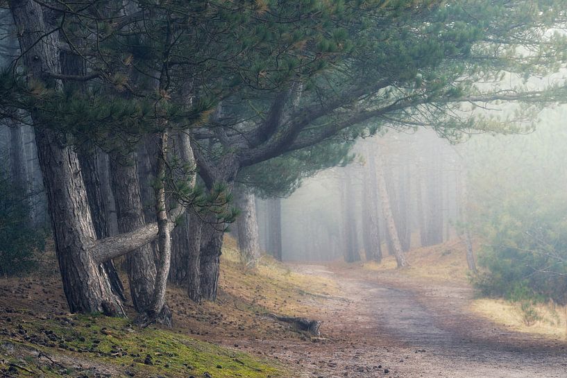 into the mist by Erik de Jong