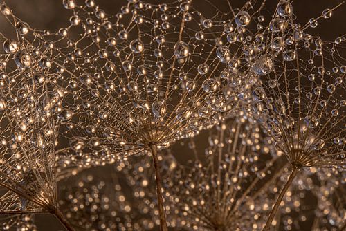 Druppeltjes hangend aan "het web" van de morgenster