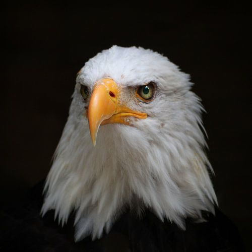 See - Eagle