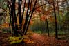 Herfst in Birkhoven Amersfoort van Watze D. de Haan thumbnail