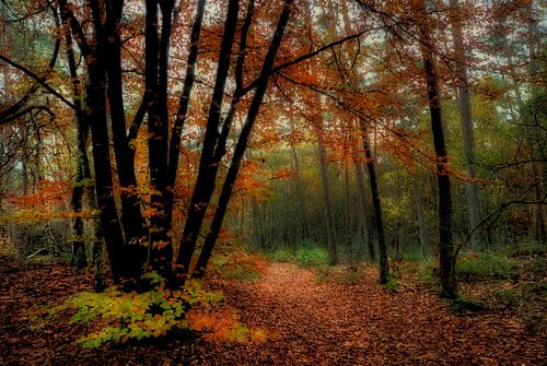 Autumn in Birkhoven Amersfoort