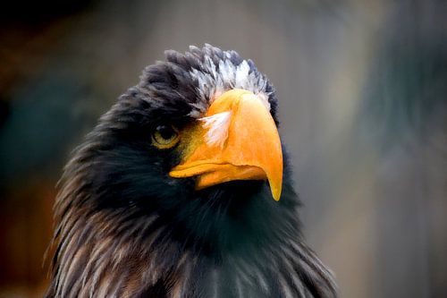 Steller's Seeadler Kopf Nahaufnahme | Waterpixel Vogel Porträt Leinwanddruck