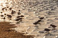 Gruppe von Sanderlingen am Strand von Schiermonnikoog von Annie Postma Miniaturansicht