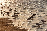 Groepje drieteenstrandlopers op het strand van Schiermonnikoog