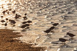 Group of sanderlings on the beach of Schiermonnikoog by Annie Postma