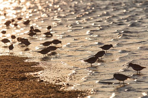 Gruppe von Sanderlingen am Strand von Schiermonnikoog
