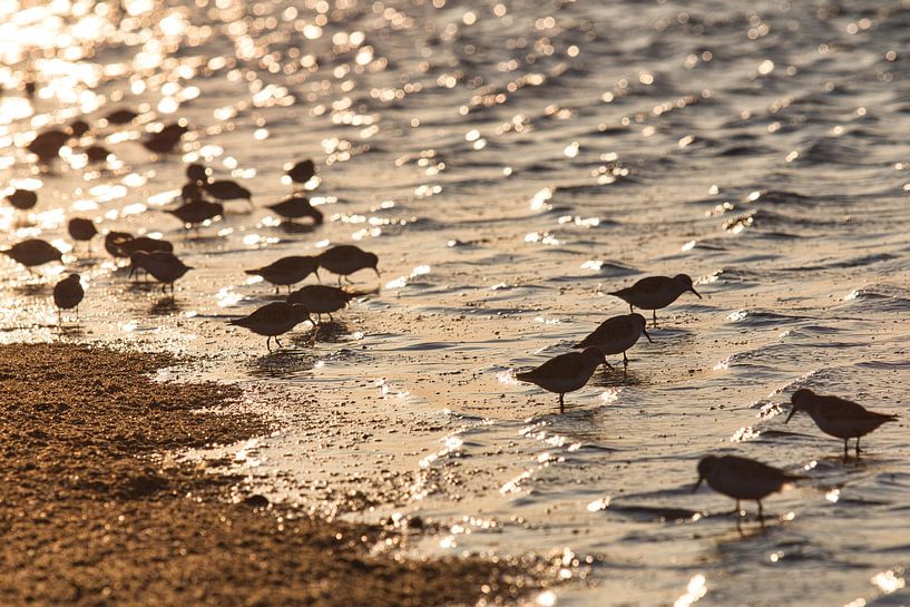 Gruppe von Sanderlingen am Strand von Schiermonnikoog von Annie Postma