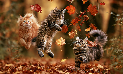 Autumn Joy #2 by Jacky